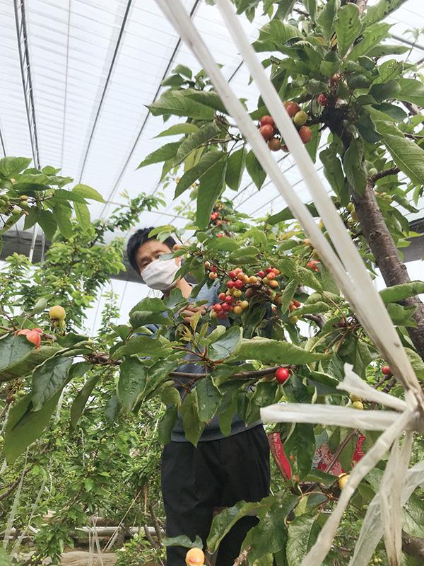 临朐:大樱桃提早上市卖出"土豪"价